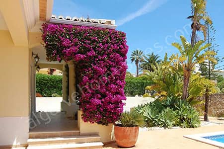 Villa with bougainvilea around the arch and a garden with pool