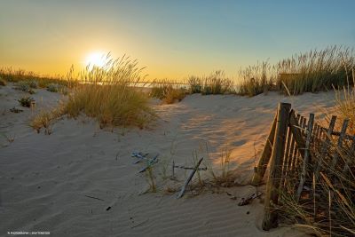 Reeds and old wooden fencing on dunes at sunrise