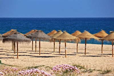 Empty beach with palm umbrellas and clowers in teh foreground