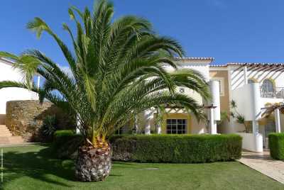 Semi-detached small villas with palm tree in front garden
