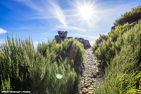 stone pathway between grasses leading uphill