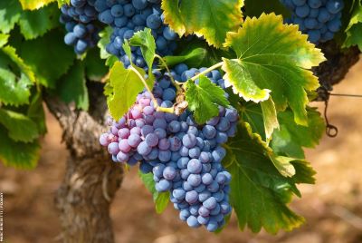 grapes hanging on a vine