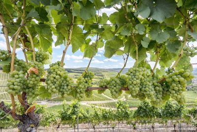 Vines with hilly countryside inthe background