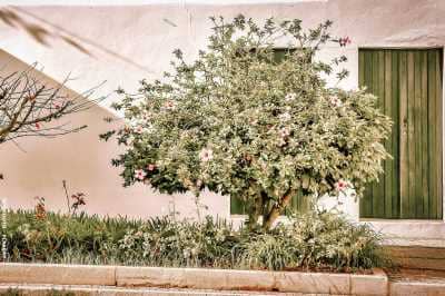 old green door with olive tree outside